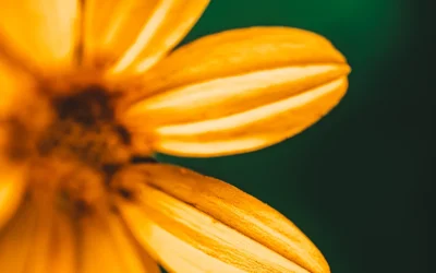 Exploring the World Up Close: A Beginner’s Guide to Macro Photography