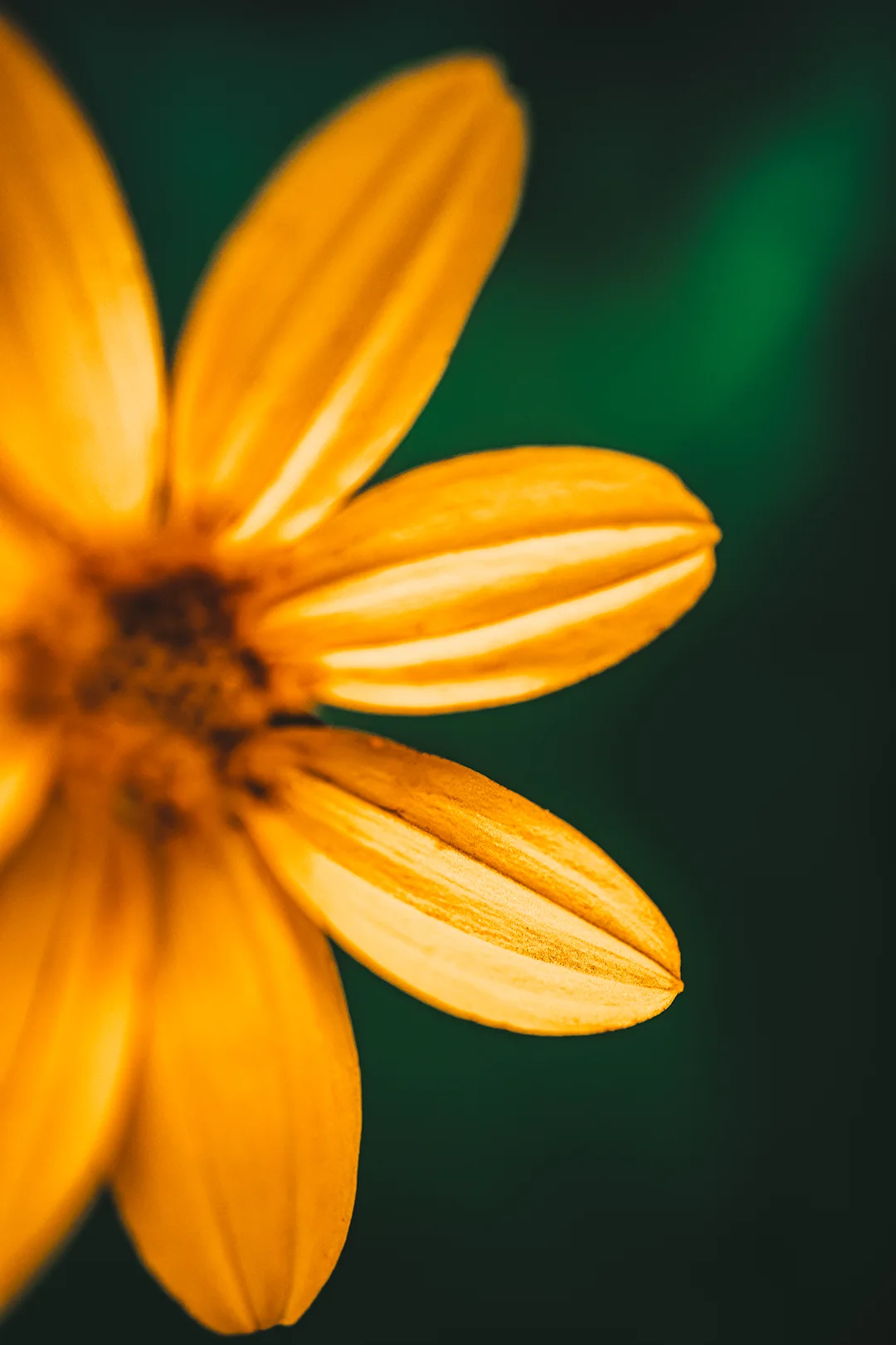 Wildflower Photography