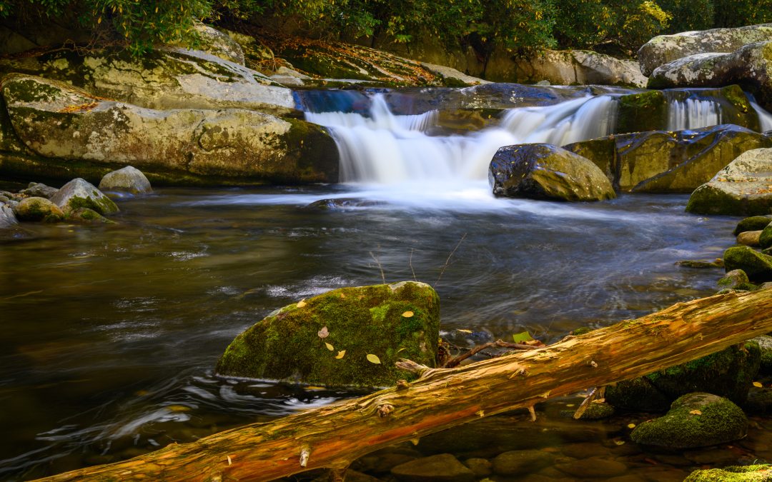 Discovering the Art of Nature Photography