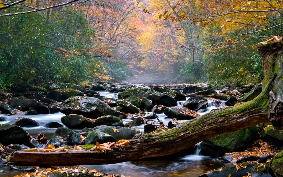 Finding Autumn’s Secret World: A Journey into Santeetlah’s Hidden Beauty