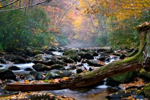 Photo By: Conrad Taylor Photography. A serene autumn scene at Santeetlah Creek, featuring a moss-covered fallen log resting across smooth, dark rocks in the flowing water. Golden and orange leaves carpet the creek's edge, while mist rises softly in the background, adding depth to the lush fall foliage. Captured with a long exposure, the water appears silky, contrasting beautifully with the rough texture of the rocks and vibrant colors of the surrounding trees.