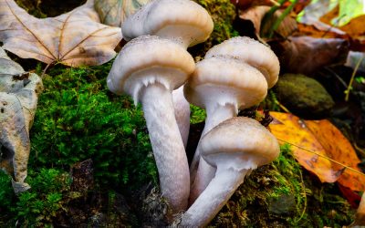 Finding Light After the Storm: A Little Mushroom Magic