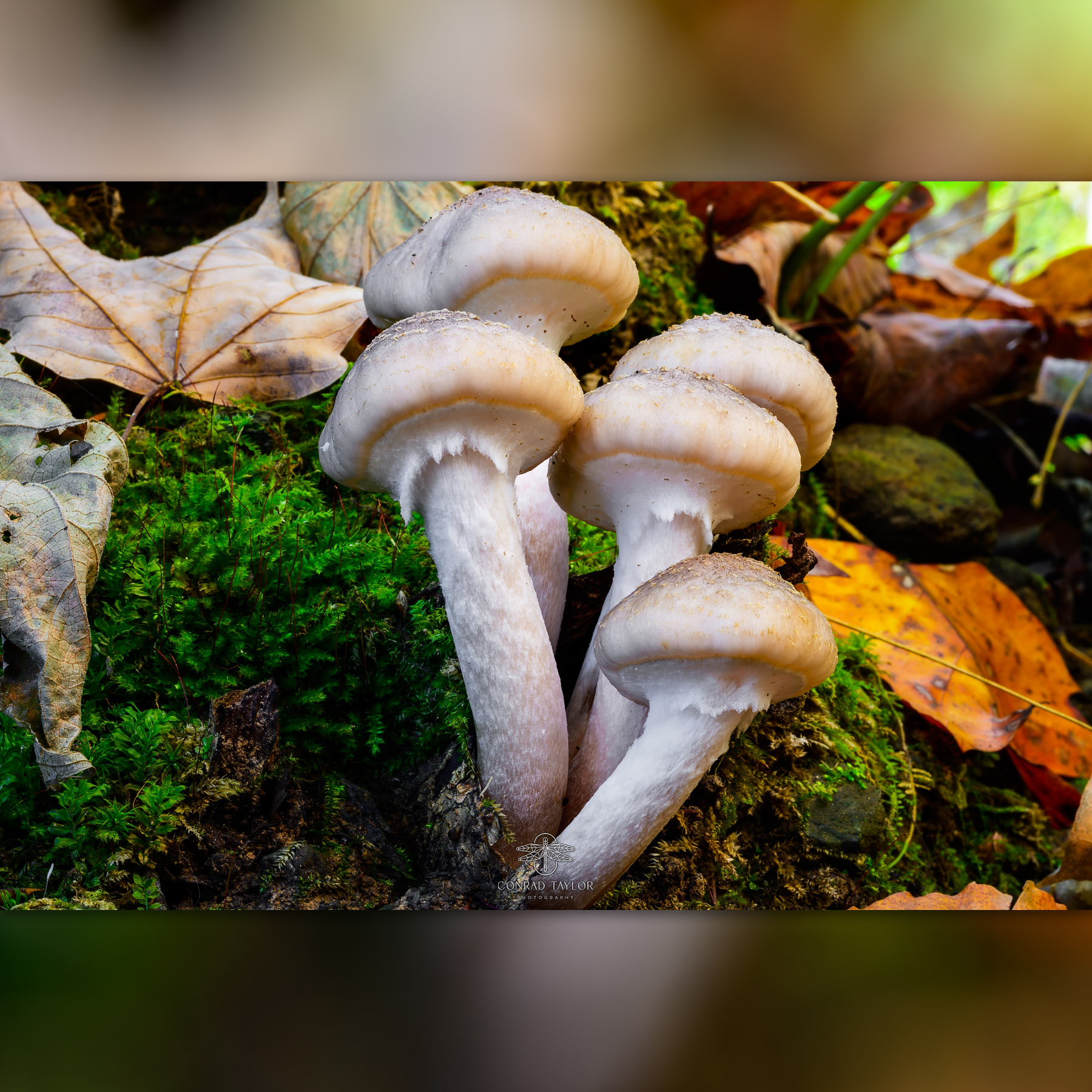 Photo by Conrad Taylor Photography showing a cluster of mushrooms growing among moss and fallen leaves, representing resilience and quiet strength.