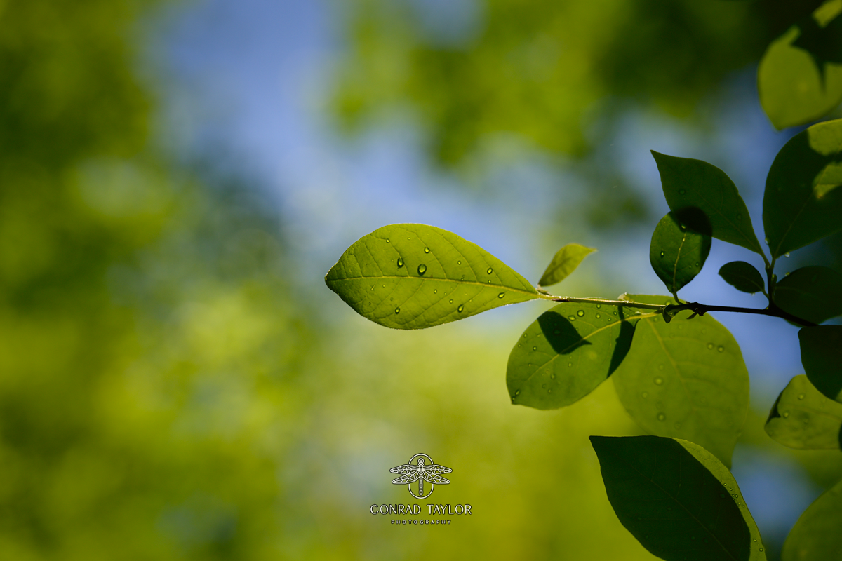 Sunlight filtering through vibrant green leaves — a quiet moment in the chaos. Photo by: Conrad Taylor Photography.