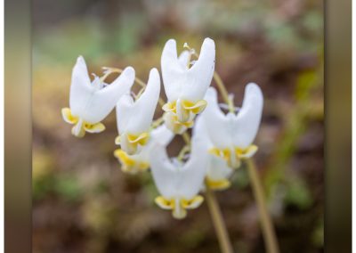 Close-up of Dutchman’s Breeches flowers, white with yellow tips.
