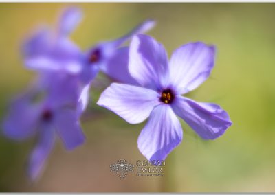 Soft-focus macro of wild phlox in early spring light.