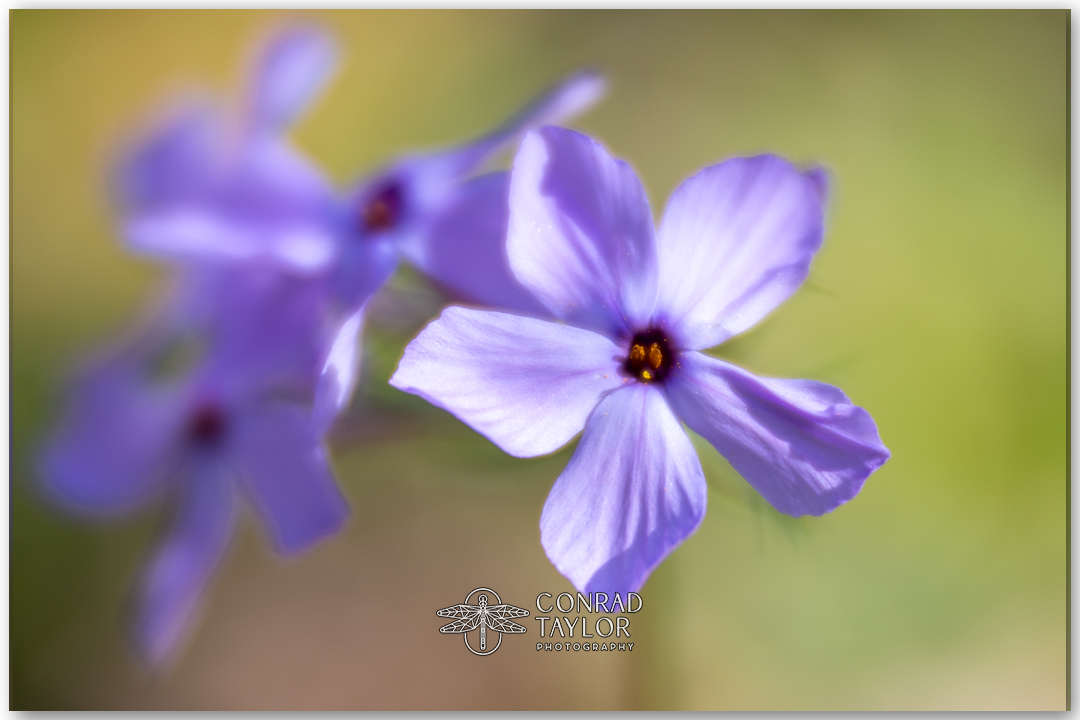 Soft-focus macro of wild phlox in early spring light.