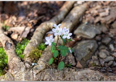 A small spring beauty flower blooming between exposed tree roots in a forest floor.
